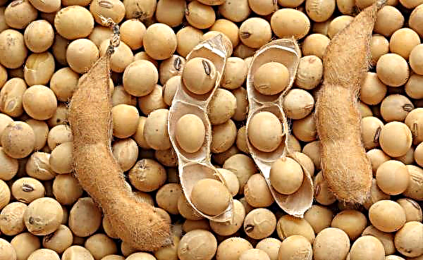 Altai is developing soybean feed production