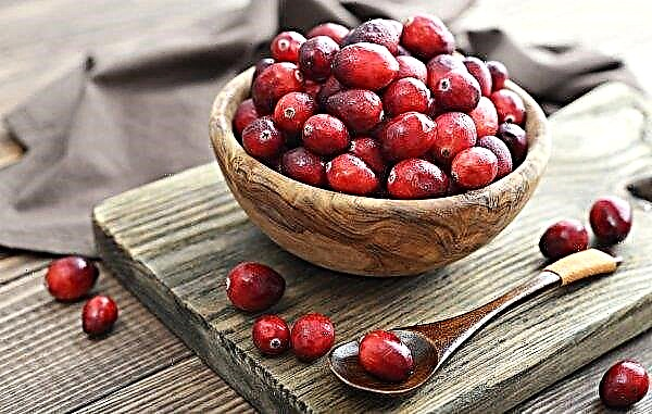Uso de cranberries para perda de peso: benefícios e malefícios, frescos e secos, métodos dietéticos, revisões