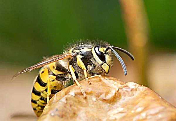 Anatis Bioprotection - eine Farm, auf der Zecken und Wespen angebaut werden