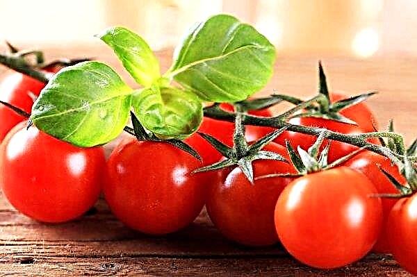Praktis semua ekspor tomat Azerbaijan matang untuk orang Rusia