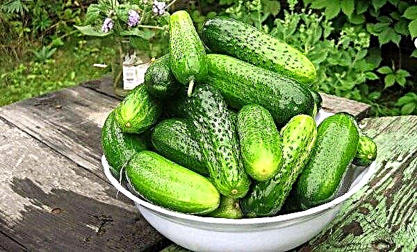 Fresh locally made cucumbers become cheaper in Ukraine