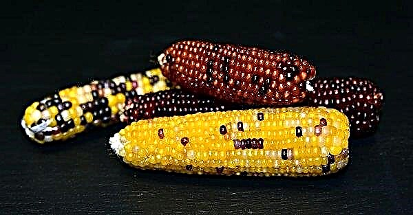 American scientists look into the future, studying corn