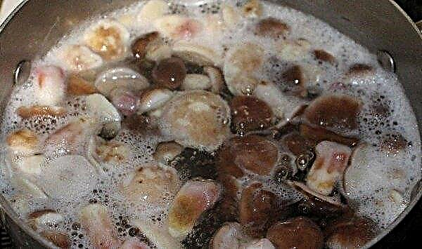 Comment faire cuire les champignons au beurre: si cuire avant de frire avec des pommes de terre, combien cuire jusqu'à cuisson, comment faire cuire