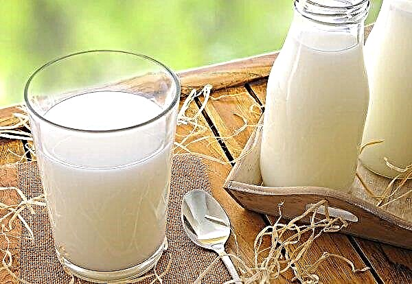 Úc giảm sản xuất sữa