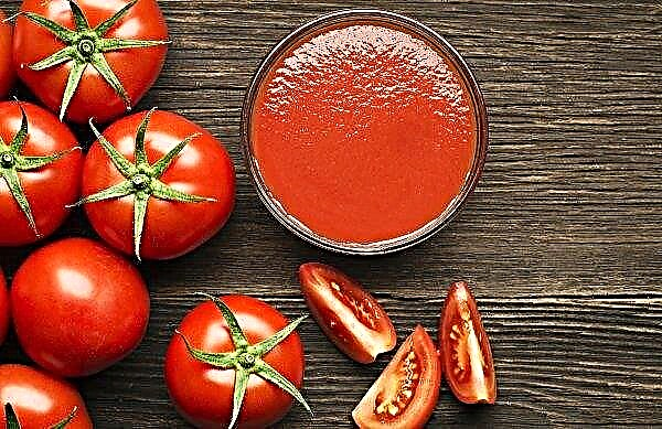 La saison des tomates du sol nationales a commencé avec des prix élevés