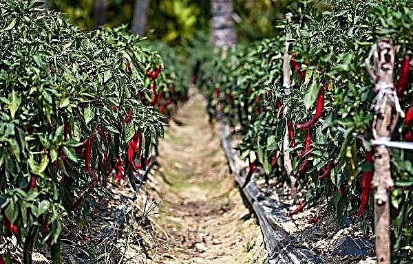 Cayennepepper og chili: hva er forskjellen, beskrivelsen og funksjonene til paprika