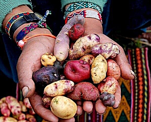 In Indian Bengal, a lingering rain destroyed almost the entire potato crop