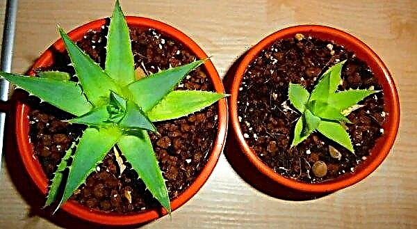 How to transplant aloe at home - step by step on video, care