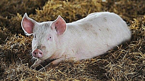 Di Ukraina, jumlah babi menurun