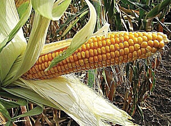 Kukuřice zasetá více než v USA