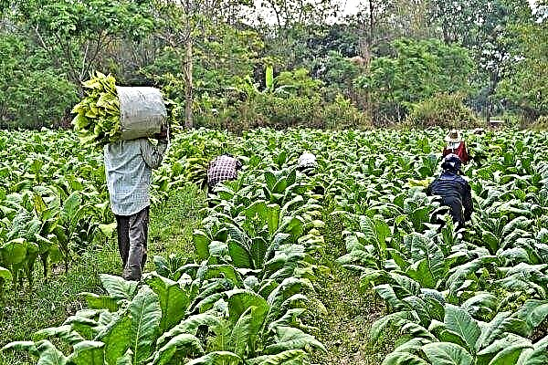 Bulgarische Landwirte können länger als einen Tag mit Saisonarbeitern zusammenarbeiten