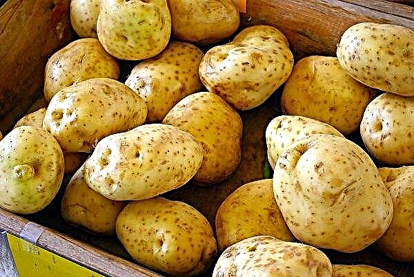 Egyptian young potatoes storm the Ukrainian market