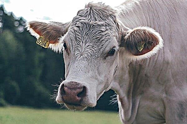 Russian cattle said goodbye to foot and mouth disease