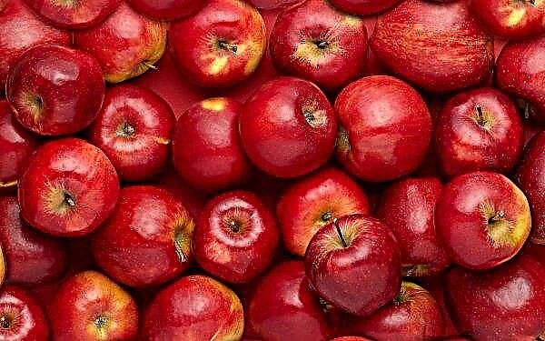 Las "manzanas perfectas" ucranianas esperan mejores tiempos en las cámaras criogénicas