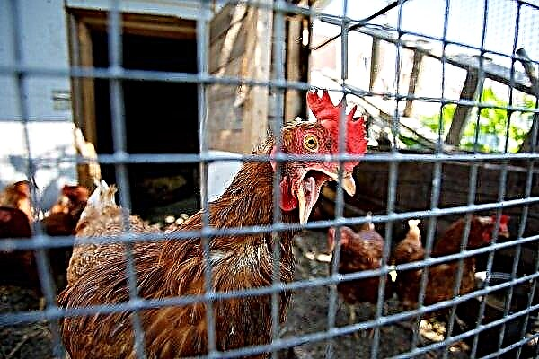 Rostov à mão armada: a gripe aviária será procurada em fazendas locais