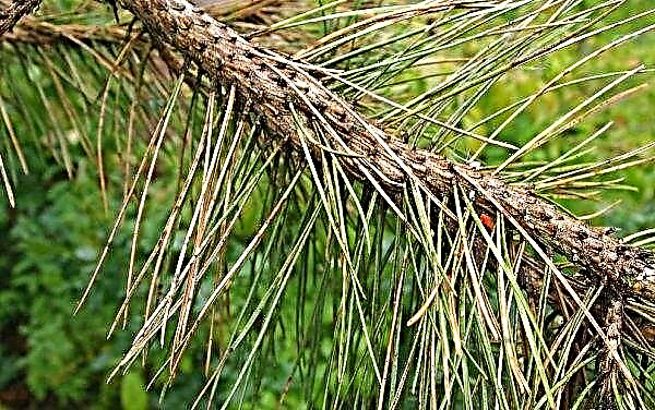 What to do if the pine needles turn yellow, the reasons for the yellowing of the needles, why it dries and falls