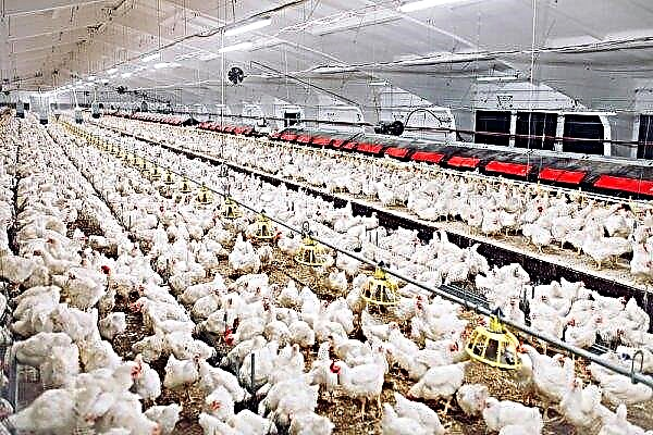 India informa brote de gripe aviar H5N1