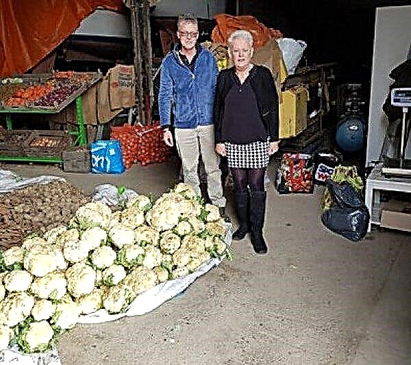Farmers from the Netherlands distributed free cauliflower, which the supermarket refused
