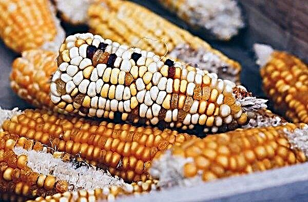 US Helps Pakistan Introduce Genetically Engineered Corn