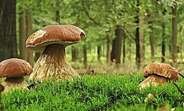 "Smart" cars will come to the aid of Russian mushroom pickers