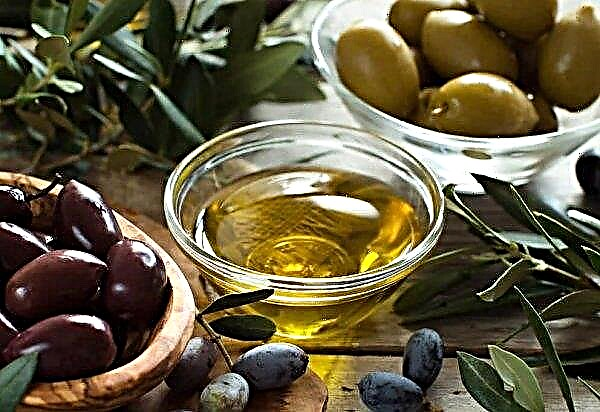 The European Commission predicts a record level of export of olive oil