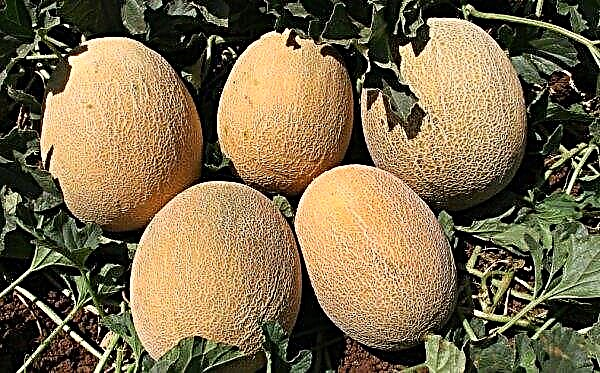 Meloni "Pineapple F1": ominaisuudet, viljely ja hyödylliset ominaisuudet, valokuva
