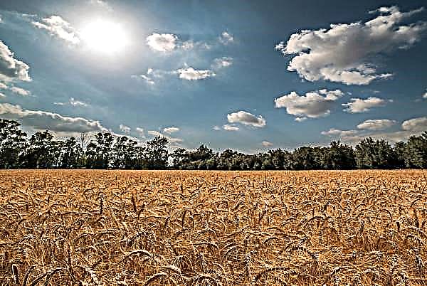 Rusia esperaba una cosecha de trigo de primera clase