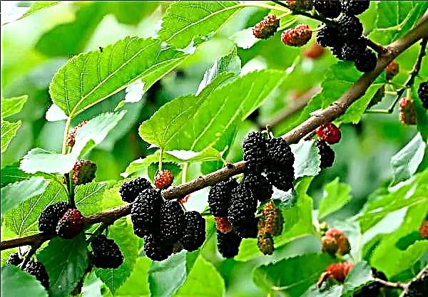The potential for the development of Vietnamese mulberry is still very large