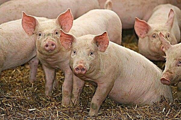 Der Ukrainer hat ein "Öko-Menü" für Kühe und Schweine entwickelt