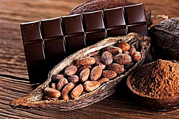 Elfenbenskysten forventer rekordhøj kakao