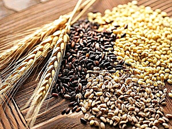 Canadian government invests in wheat industry