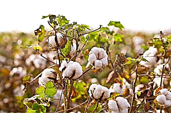 Governo da Índia aprova custos de recuperação de algodão