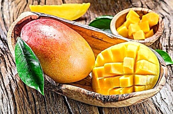 La primera cosechadora automática de mangos del mundo inventada en Australia