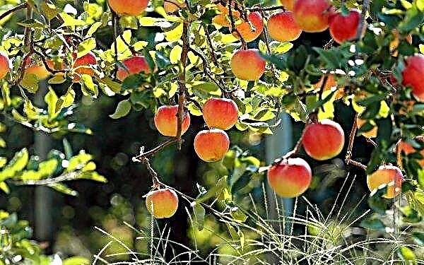 Ukraine is able to give the world apples of premium quality