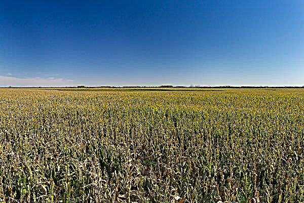 Thanks to precipitation in Argentina, a favorable forecast is given for soybean crop