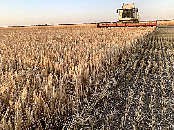 A fazenda atrasada: os agricultores de Vinnytsia não têm pressa de semear o inverno