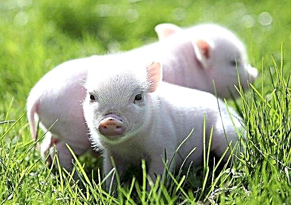 ليس من حياة جيدة: قال بريمورسكي كراي وداعا لتربية الخنازير الصناعية