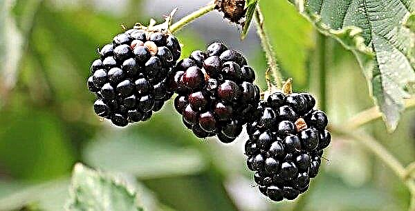 In Ukraine, registered a new variety of blackberry