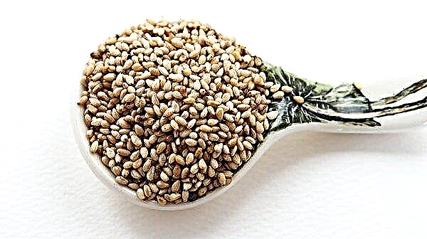 Sesame yield in Ukraine can reach 15-20 kg / ha