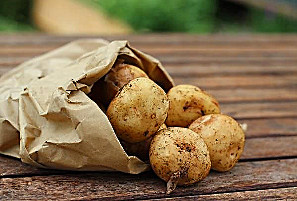 Hnědá hniloba brambor nalezená v regionu Chernihiv