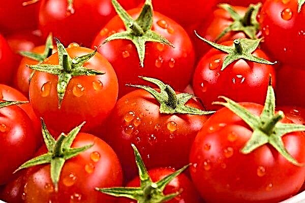 Ukraine refused to import infected Turkish tomatoes