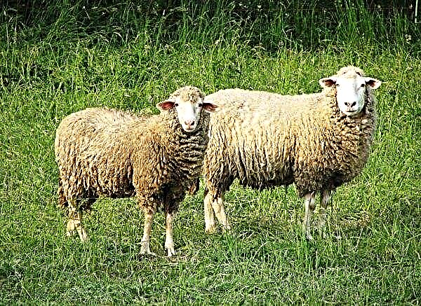 Ulan-Ude'de keçi ve koyun modası günleri geçti