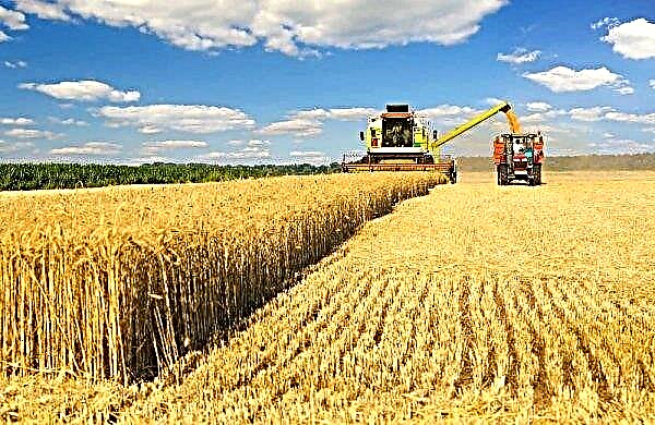 بذر القمح الشتوي والربيعي: مواعيد الزراعة ، تكنولوجيا الزراعة ، متى تزرع ، كيف تزرع ، عمق وضع البذور ، صيانة المحاصيل ، كيفية المعالجة