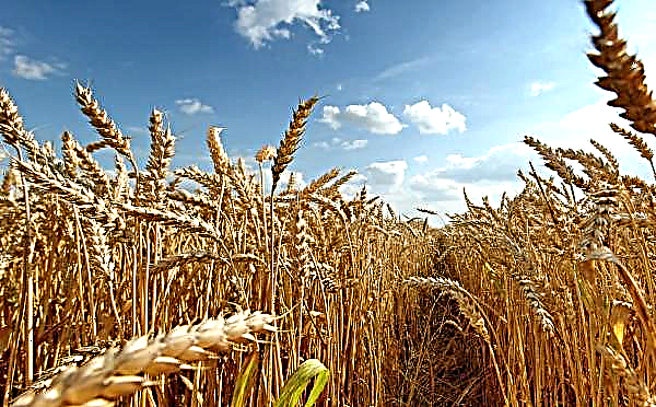 Le Pakistan refuse toujours de partager le blé