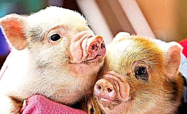 تم الكشف عن تفشي ASF بين الخنازير البرية في منطقة Zaporizhzhya