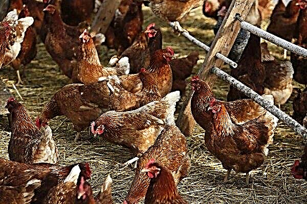 Pustafoldwar Poultry Suspected of Bird Flu