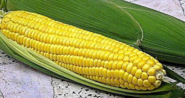 Zal binnenlandse maïs van Oekraïense tafels verdwijnen?
