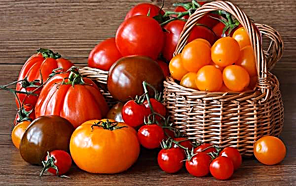 وجد المزارعون الإيطاليون طريقة أصلية للتعامل مع فراشة الطماطم
