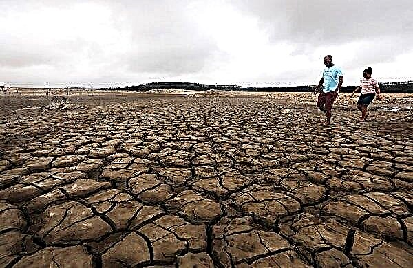 300 hectares de pomares morrem de seca na África do Sul