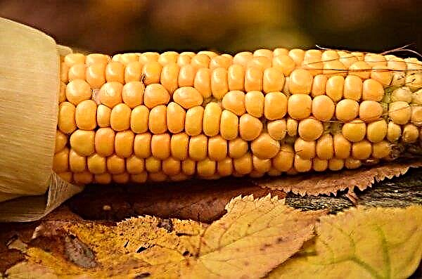México compró un gran lote de maíz en Brasil